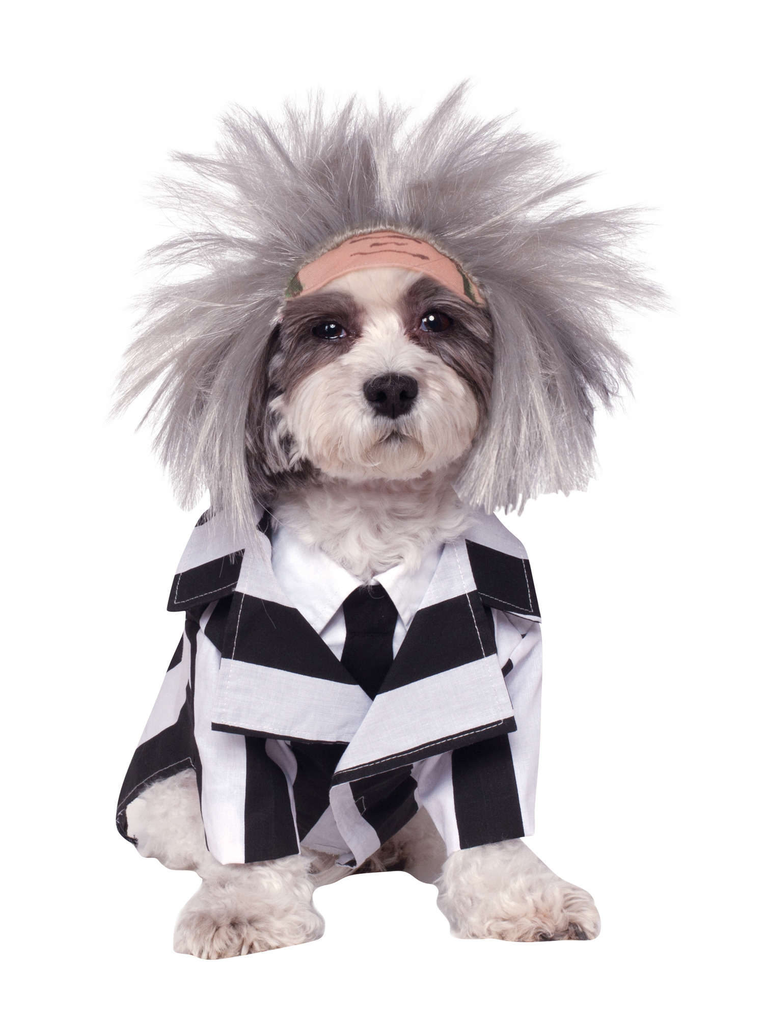 Kostium dla zwierzątka Beetlejuice