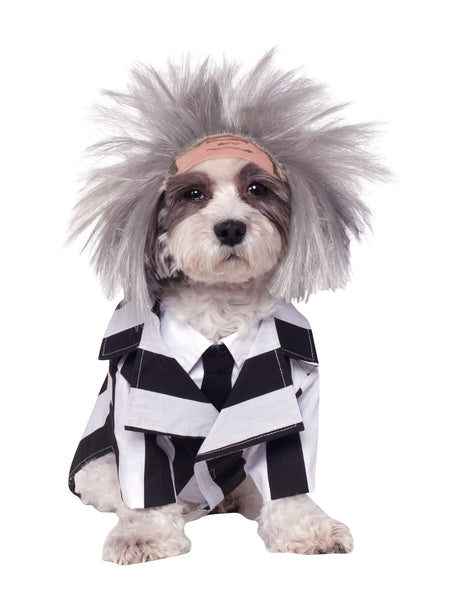 Kostium dla zwierzątka Beetlejuice